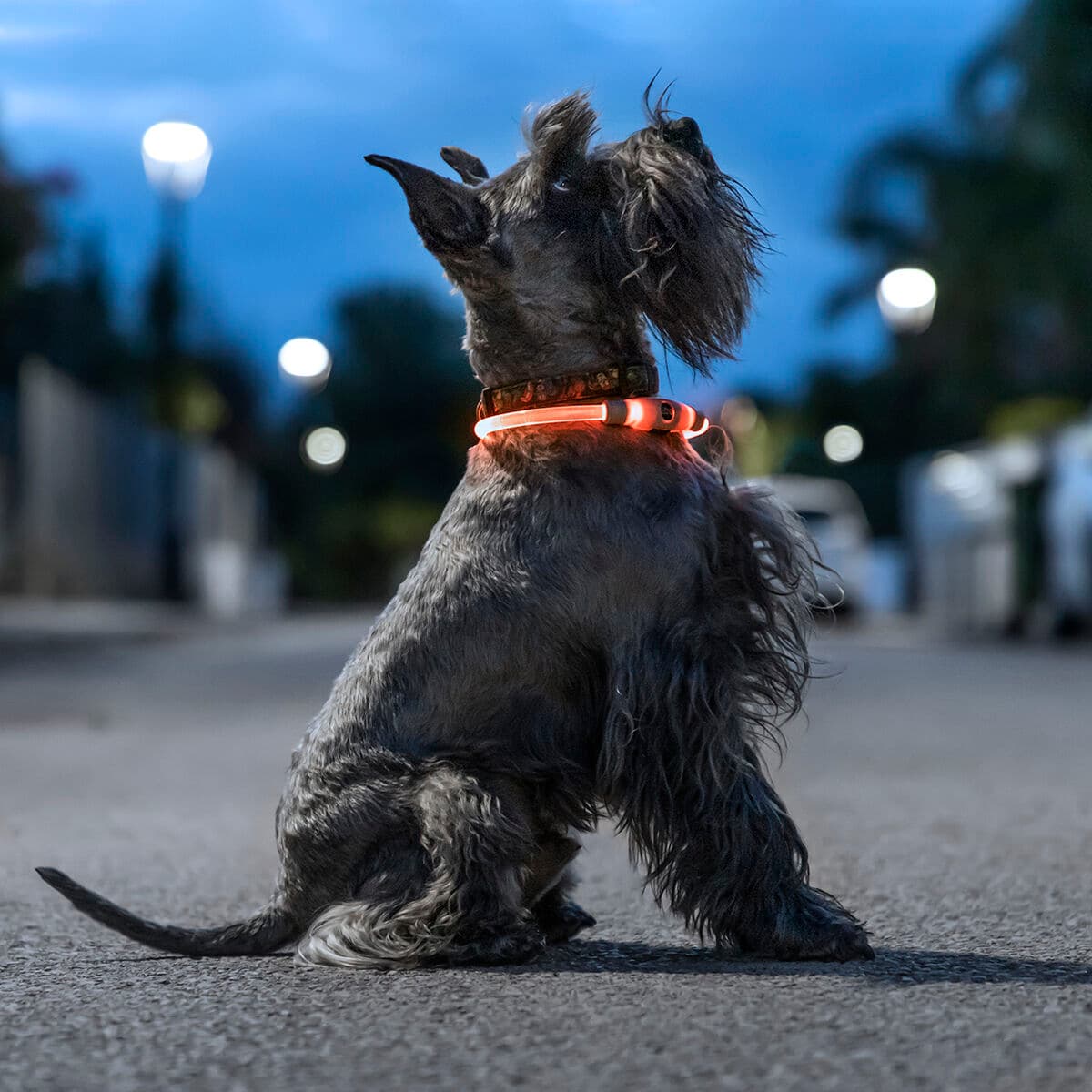 Collar LED para Mascotas Petlux InnovaGoods - Vista 1